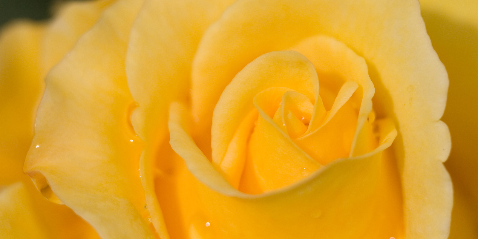 Municipal Rose Garden in San Jose California
