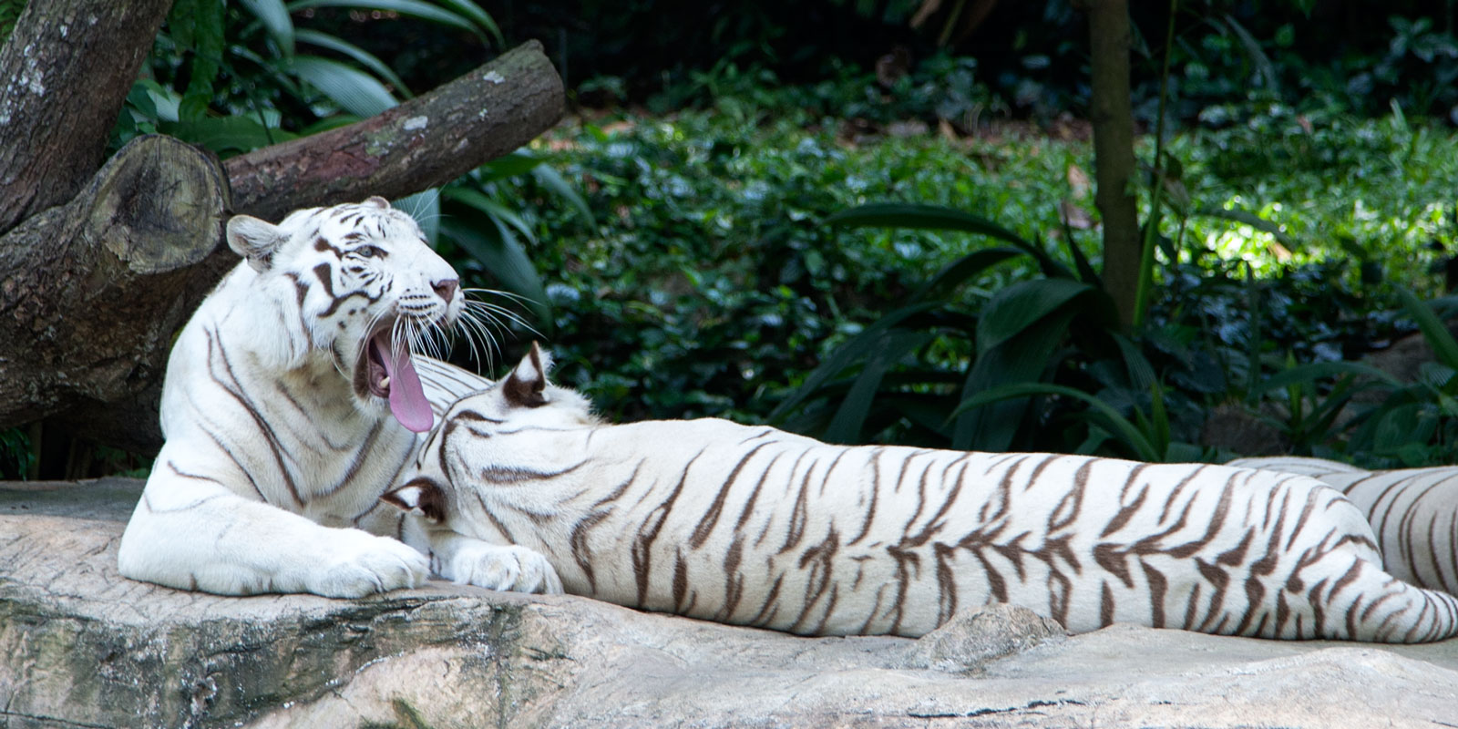 Experiencing the Wonders of Singapore Zoo and Night Safari in Singapore