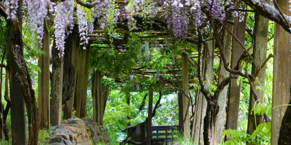 Hakone Garden: A Serene Japanese Oasis in Saratoga California