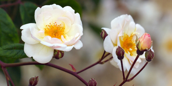 Heritage Rose Garden San Jose California
