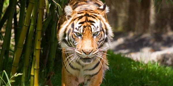 Wildlife Encounters and Serene Gardens at San Franciso Zoo in California