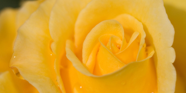 Municipal Rose Garden in San Jose California