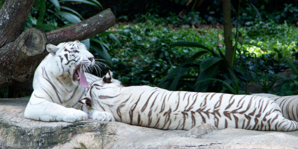 Experiencing the Wonders of Singapore Zoo and Night Safari in Singapore