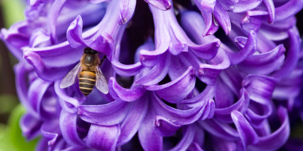 A Garden of Enchanting Beauty: Experiencing the 2006 Hong Kong Flower Show