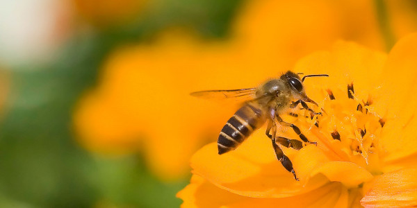 Victoria Park in Full Bloom: My Visit to the 2009 Hong Kong Flower Show