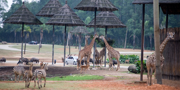 Discovering Wildlife Wonders at Chimelong Safari Park in Guangzhou China
