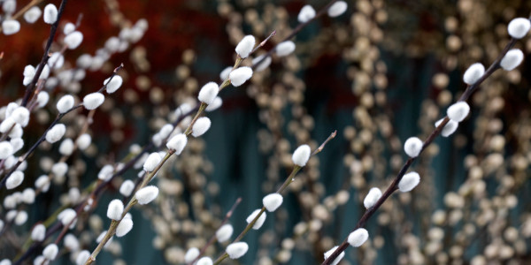 A Garden of Wonders at the Hong Kong Flower Show