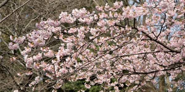 Ueno Park Cherry Blossom in Tokyo Japan