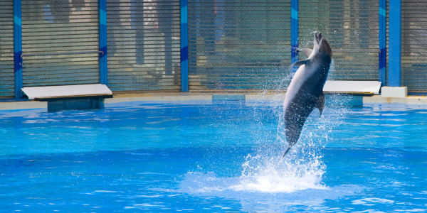 Ocean Park Hong Kong: A Story of History, Heart, and High Attendance in Hong Kong