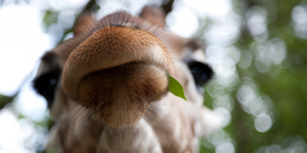 A Wild Day Out at Shenzhen Safari Park in China