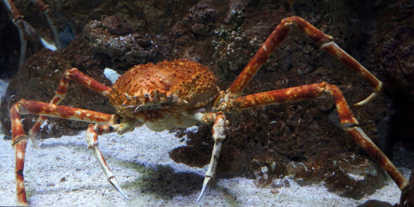A Deep Dive into the Ocean at Underwater World Singapore Singapore