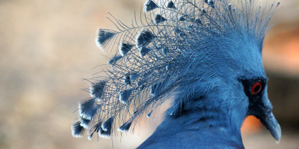 A Feathered Paradise: Exploring the Wonders of Jurong Bird Park in Singapore