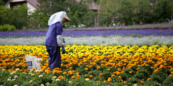 Summer Bliss in Hokkaido: Exploring Cities, Colorful Fields, and Local Brews at Hill of Shikisai Hokkaido in Japan