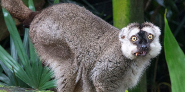 Navigating the Singapore Zoo During the Holidays in Singapore