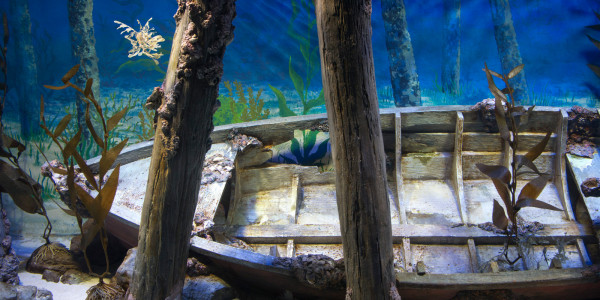 Beneath the Surfac Journey Through the S.E.A. Aquarium in Singapore