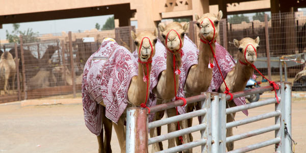 Oasis History, Palaces, and Camelicious Delights in Al Ain UAE