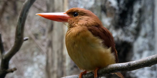 An Adventure in the Heart of Tokyo: Exploring Ueno Zoo in Tokyo Japan