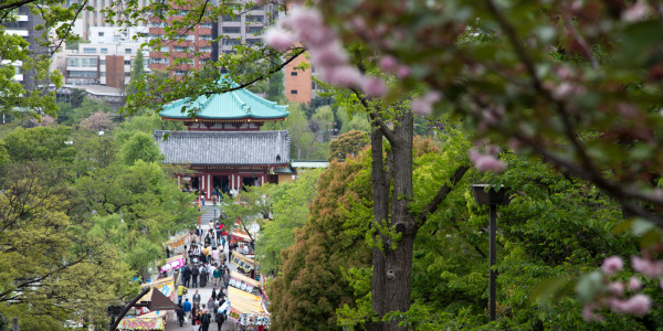 Exploring Bustling Markets, Cultural Oasis, and Playful Discoveries in Tokyo Japan