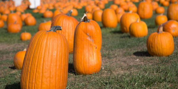 Wonderful Harvest Fair Pumpkins in the Park in San Jose