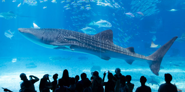 A Visit to Okinawa Churaumi Aquarium in Japan