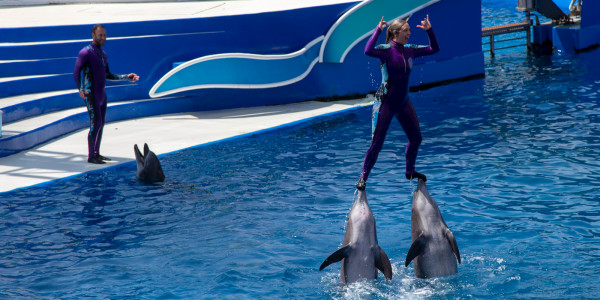 Splashing Fun and Ocean Wonders at Seaworld San Diego August 2018
