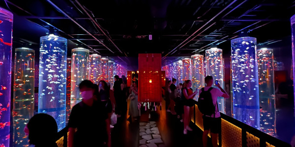 Art Aquarium Ginza Japan Day 10