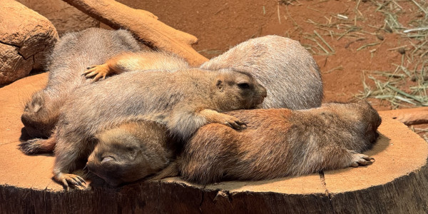 When Shopping Malls Meet Safari Dreams at Zoolung Zoo South Korea